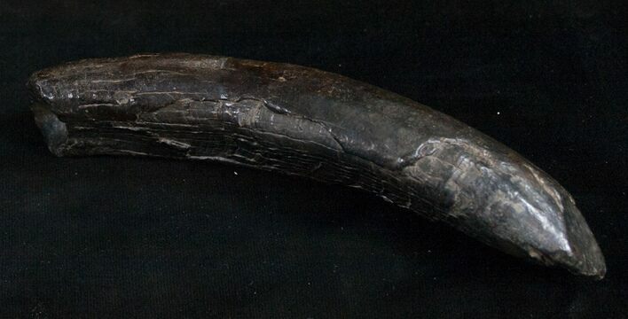 Large Fossil Sperm Whale Tooth - Georgia #8394